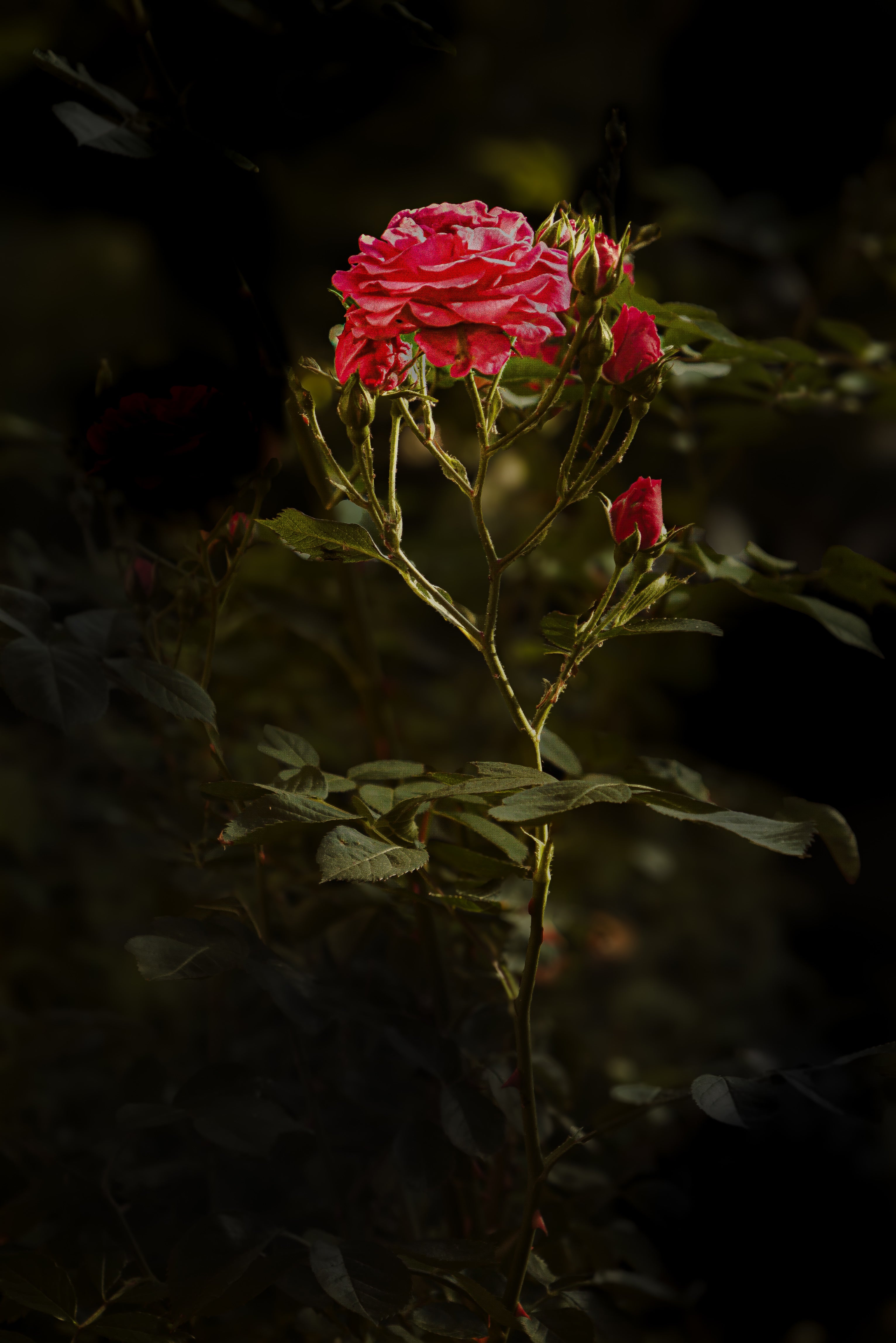 Rosenandacht