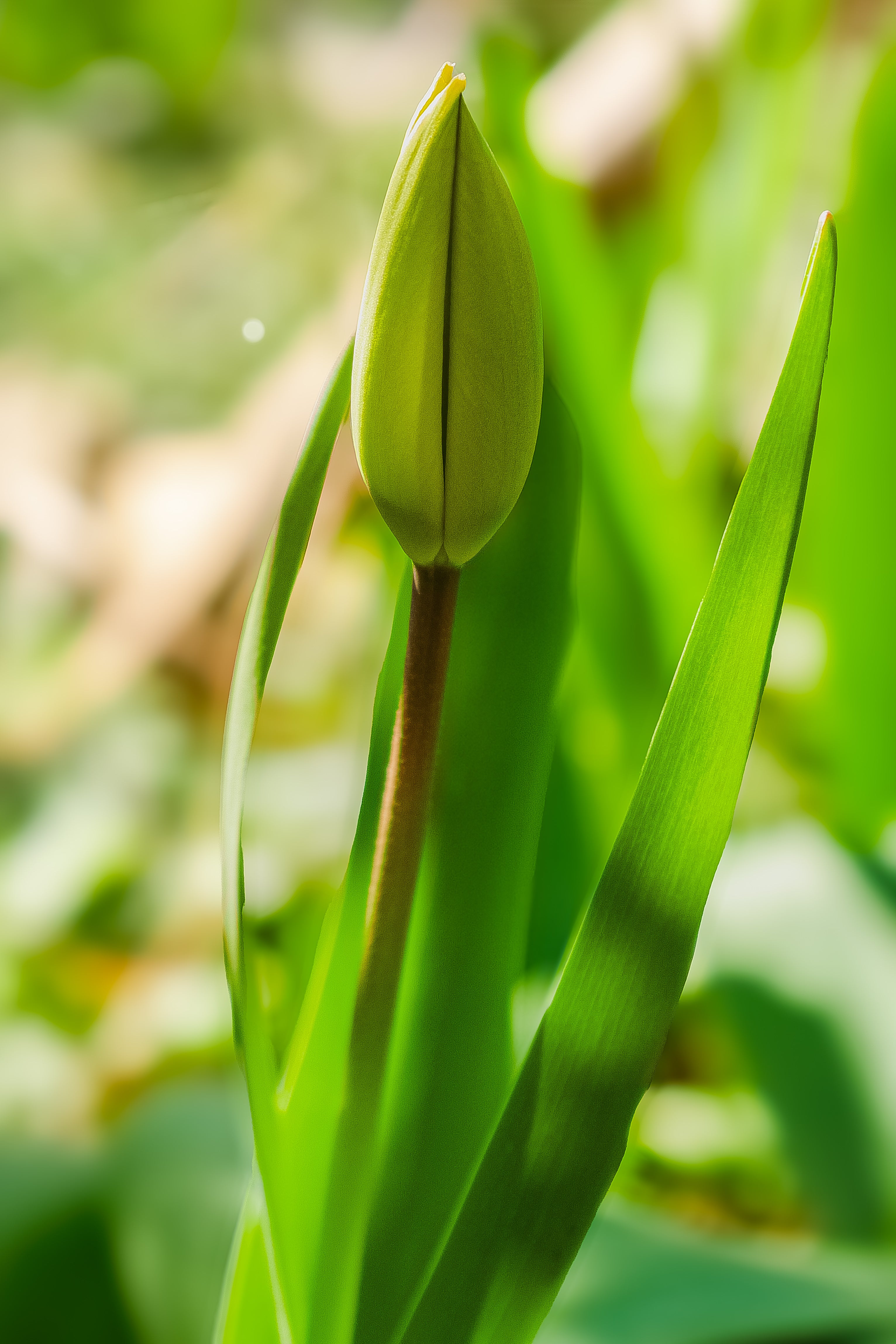 Tulpe