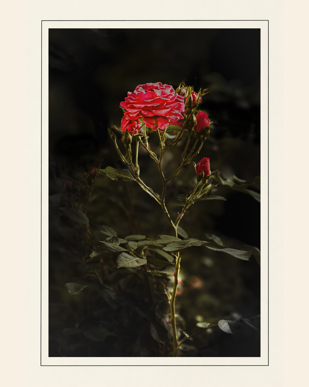 ROSENANDACHT