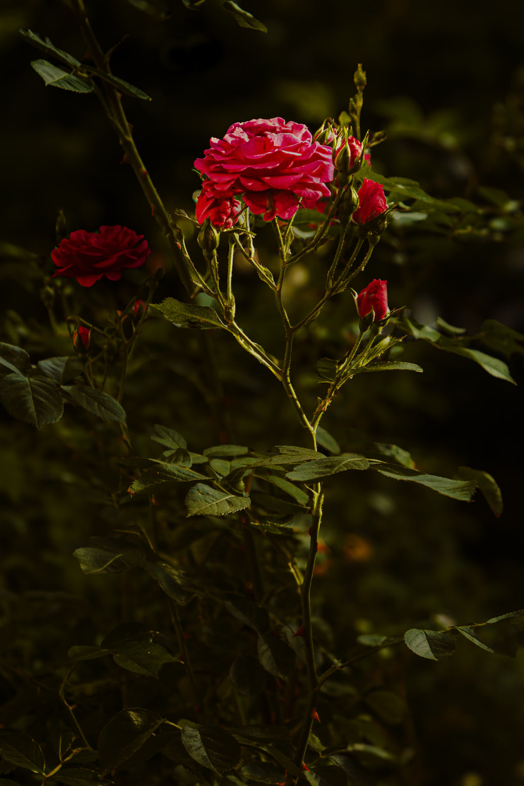 Abendrose - Fine Art Leinwand Premium XL