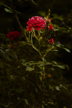Abendrose - Fine Art Leinwand Premium XL