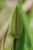Tulip - Fine Art Print