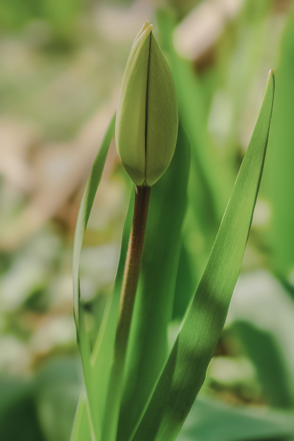 Tulpe - Fine Art Print