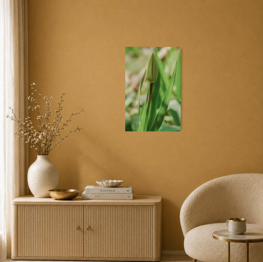 Tulpe - Premium Leinwand