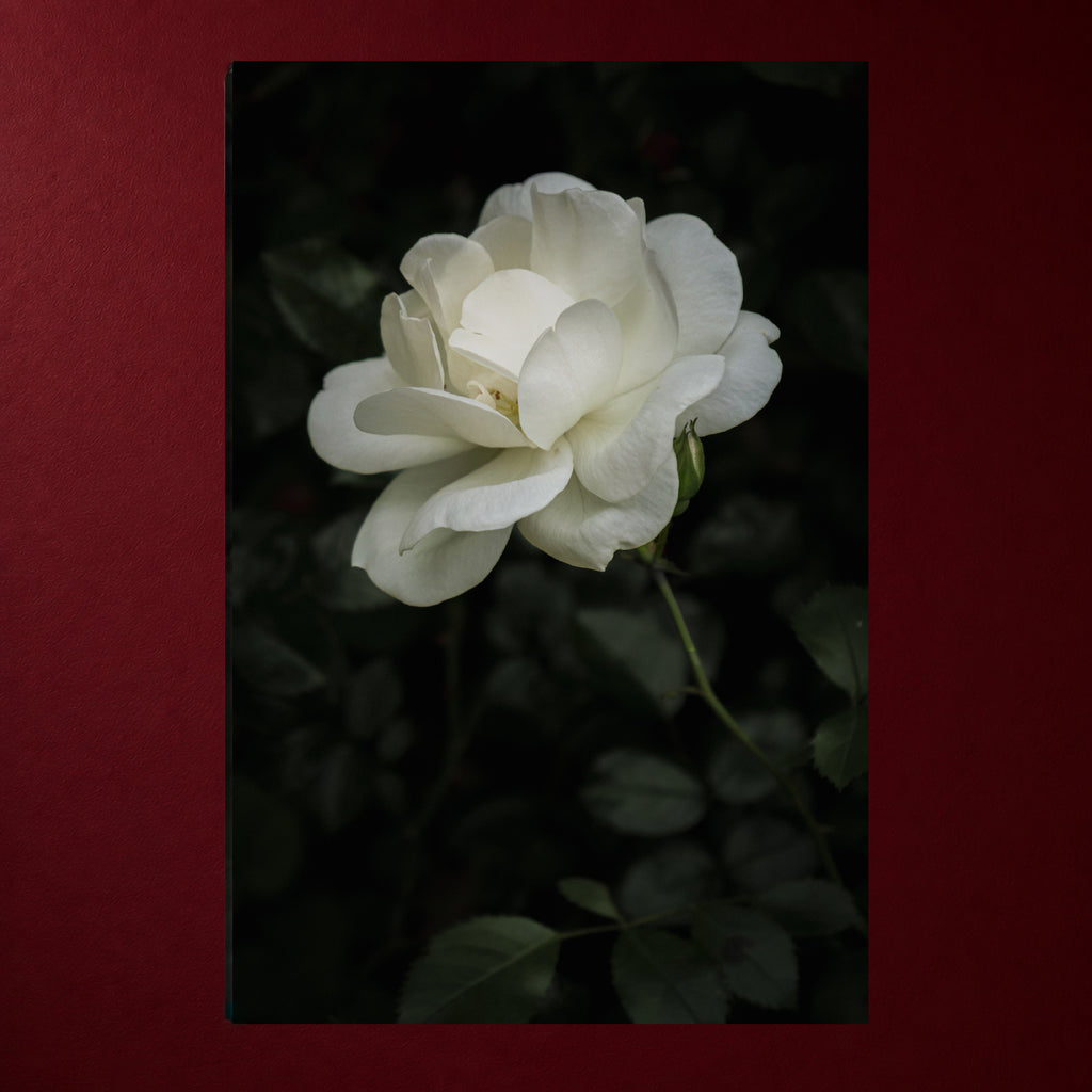 II - Stille | Premium Leinwand XL – 60 × 90 cm