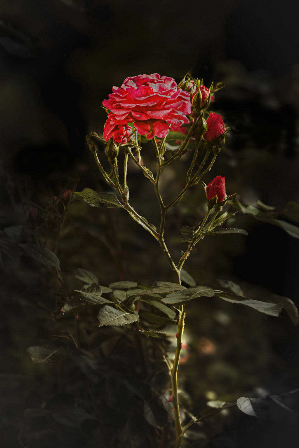 Rosenandacht | Fine Art Print