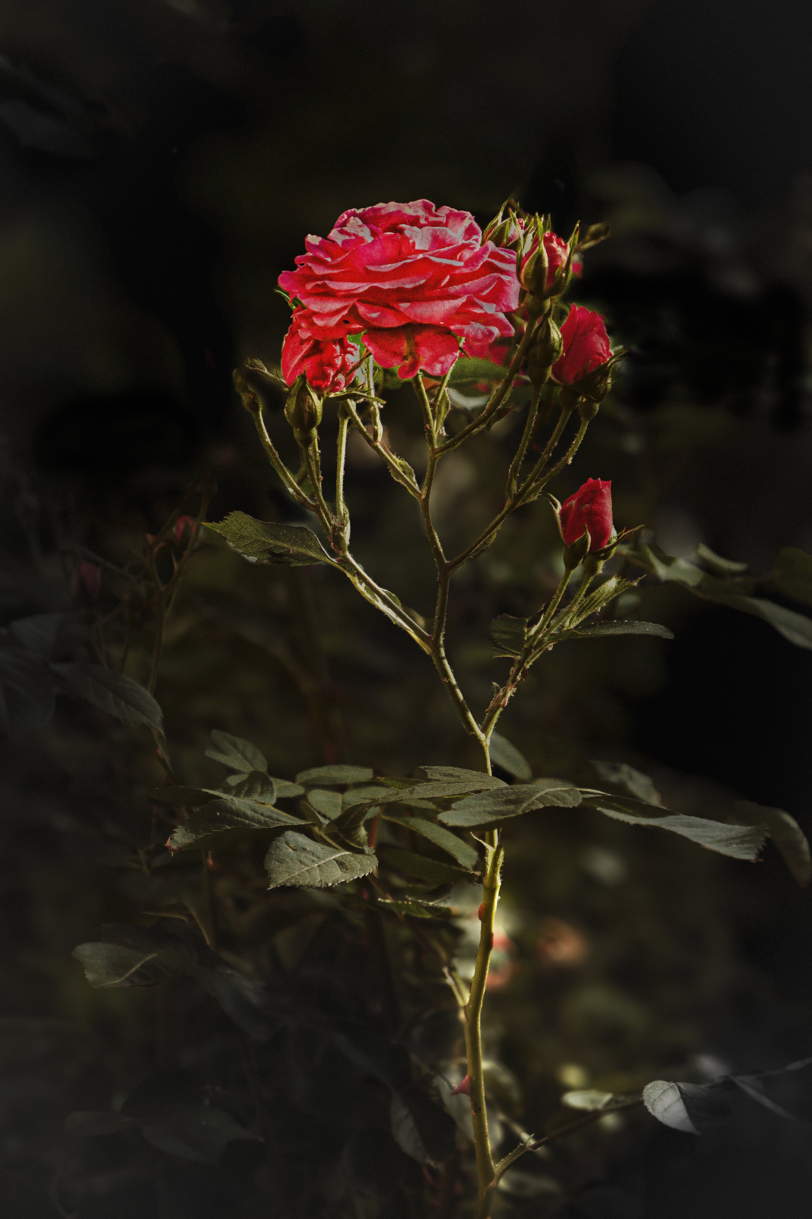 Rosenandacht | Fine Art Print