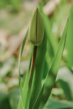 Tulpe | Fine Art Print