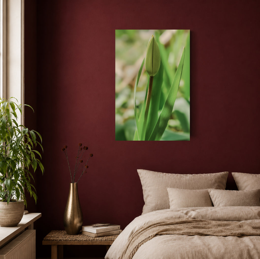 Tulpe - Premium Leinwand XL