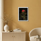 Rosenandacht | Gerahmter Fine Art Print