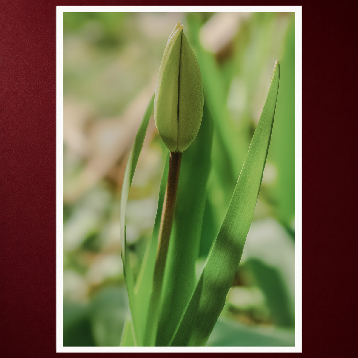 I - Erwachen | Fine Art Print