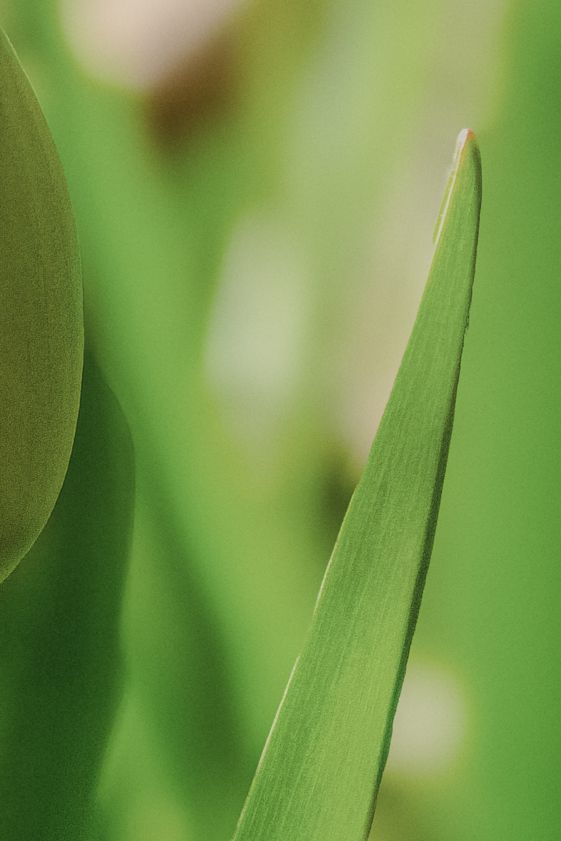 Tulip - Fine Art Print