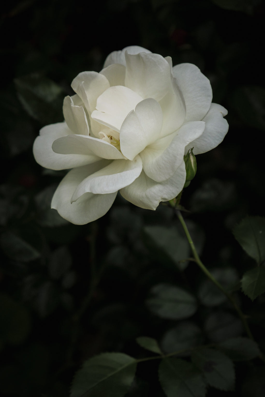 II - Stille | Fine Art Print