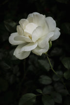 II - Stille | Fine Art Print
