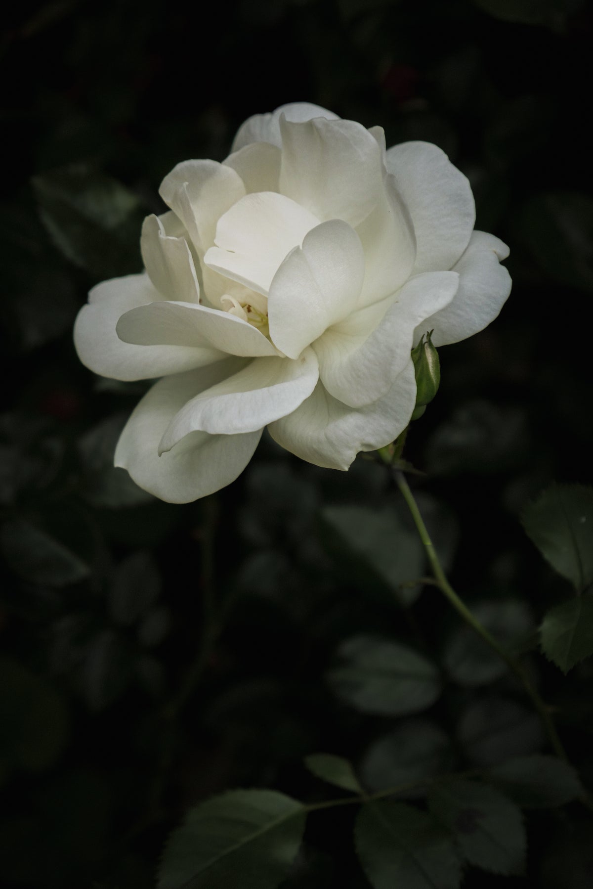 II - Stille | Fine Art Print