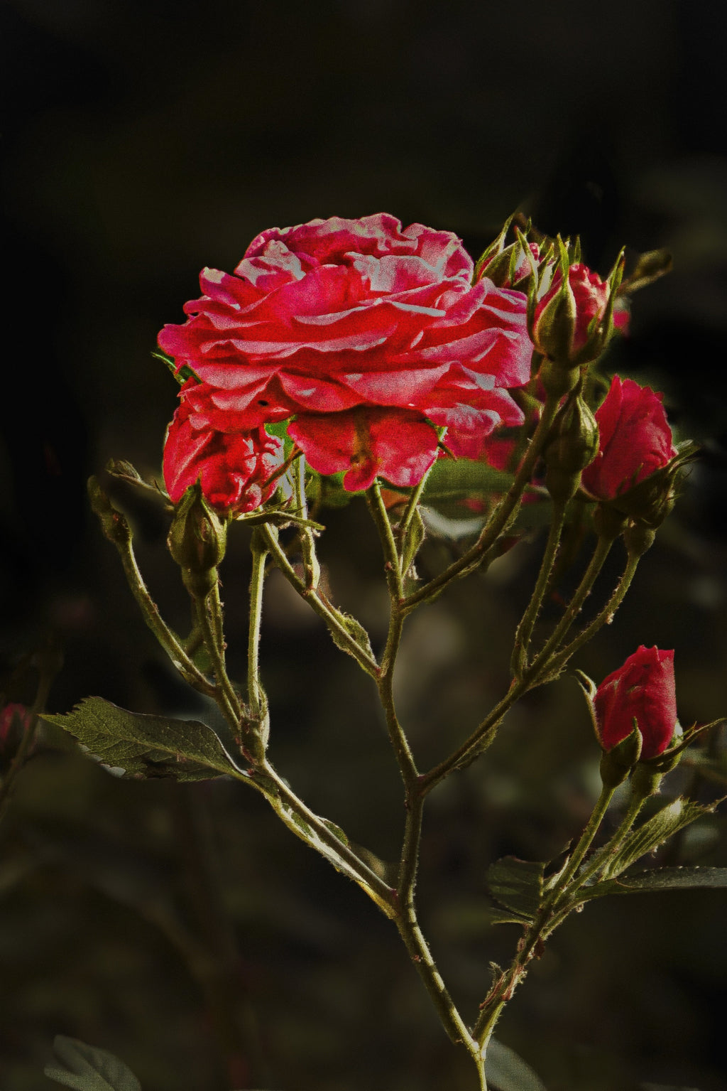Rosenandacht | Fine Art Print