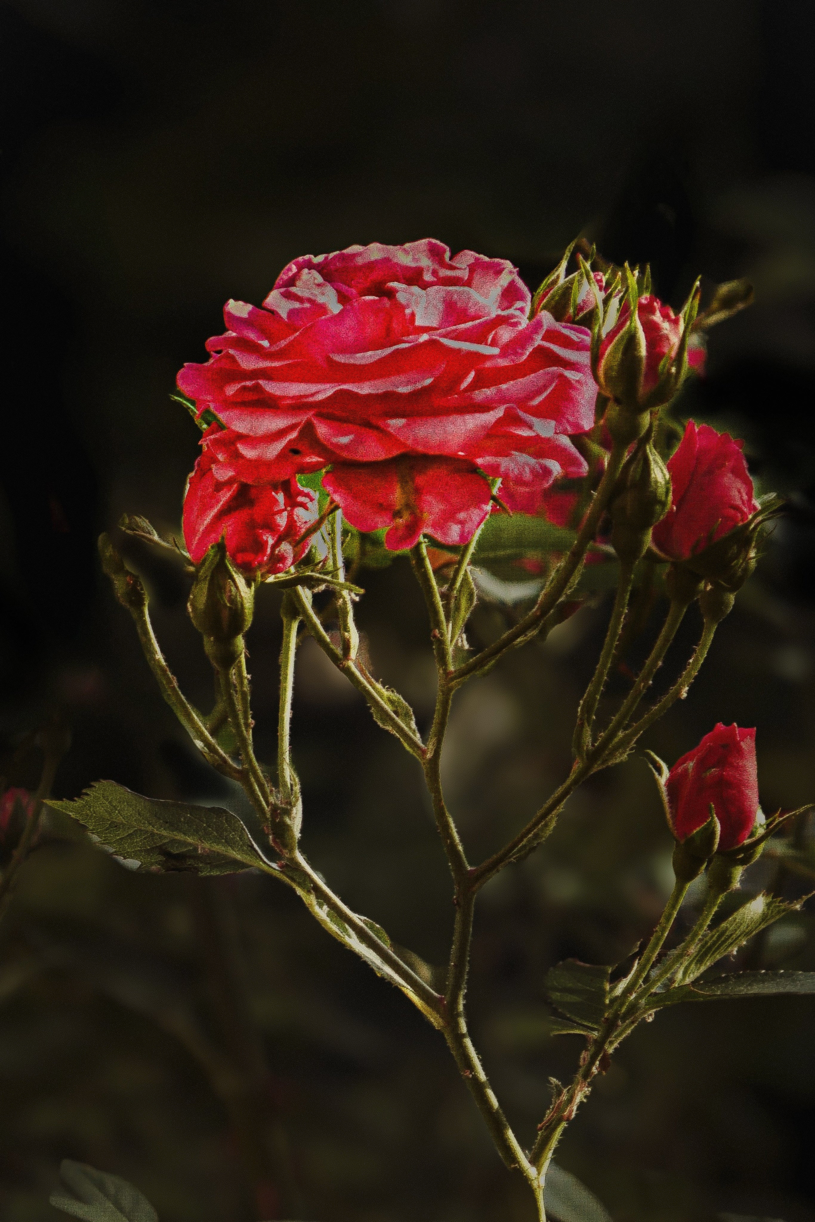 Rosenandacht | Fine Art Print