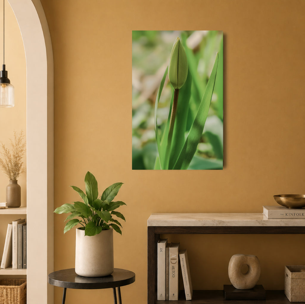 Tulpe - Premium Leinwand XL
