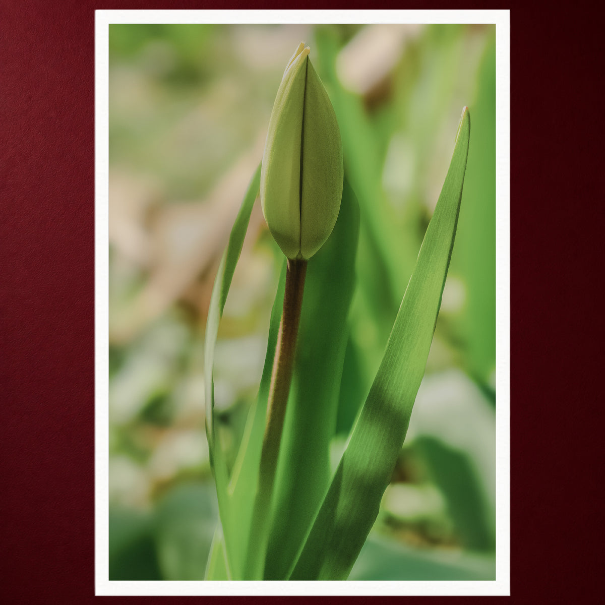 I - Erwachen | Fine Art Print