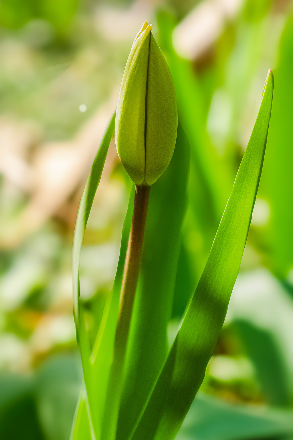 Tulpe - Fine Art Print