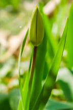 Tulpe - Fine Art Print